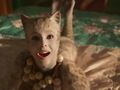 Кошки